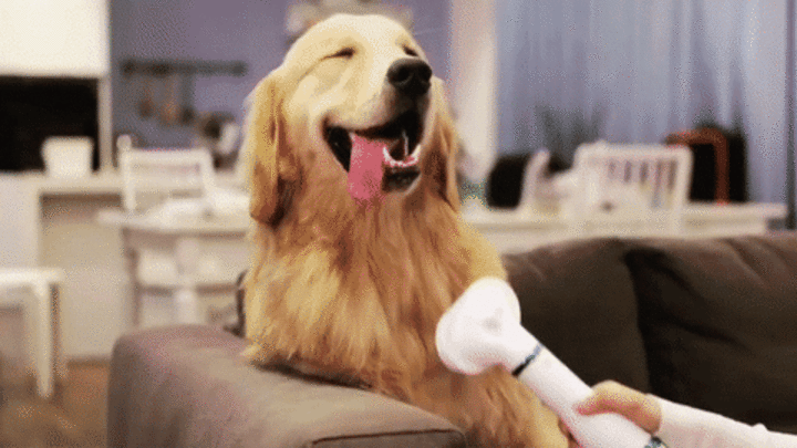 Cepillo Secador 2 en 1 para perros y gatos + Envío gratis 🎁